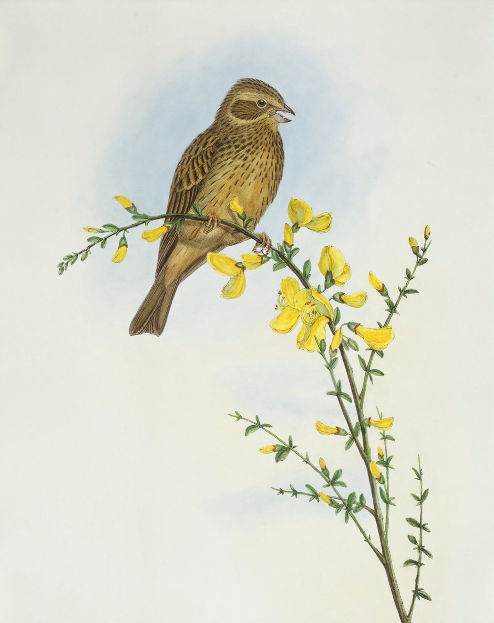 Trznadel kukurydziany (Miliaria o Emberiza calandra), Grawerowanie autorstwa Johna Gould autorstwa John Gould