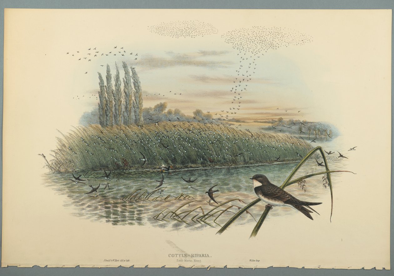 Cotyle Riparia (kolor lito na papierze tkanym) autorstwa John Gould