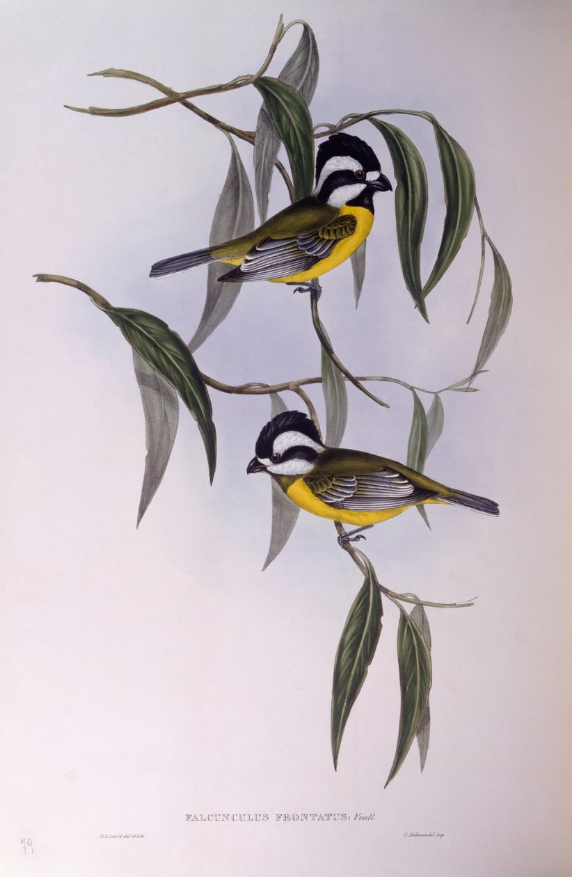 Grzywacz czubaty (Falcunculus frontatus), Grawerowanie autorstwa Johna Gould autorstwa John Gould