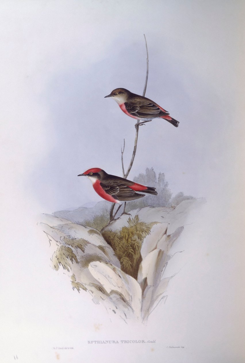 Karmazynowy czat (trójkolorowy Epthianura), Grawerowanie Johna Gould autorstwa John Gould
