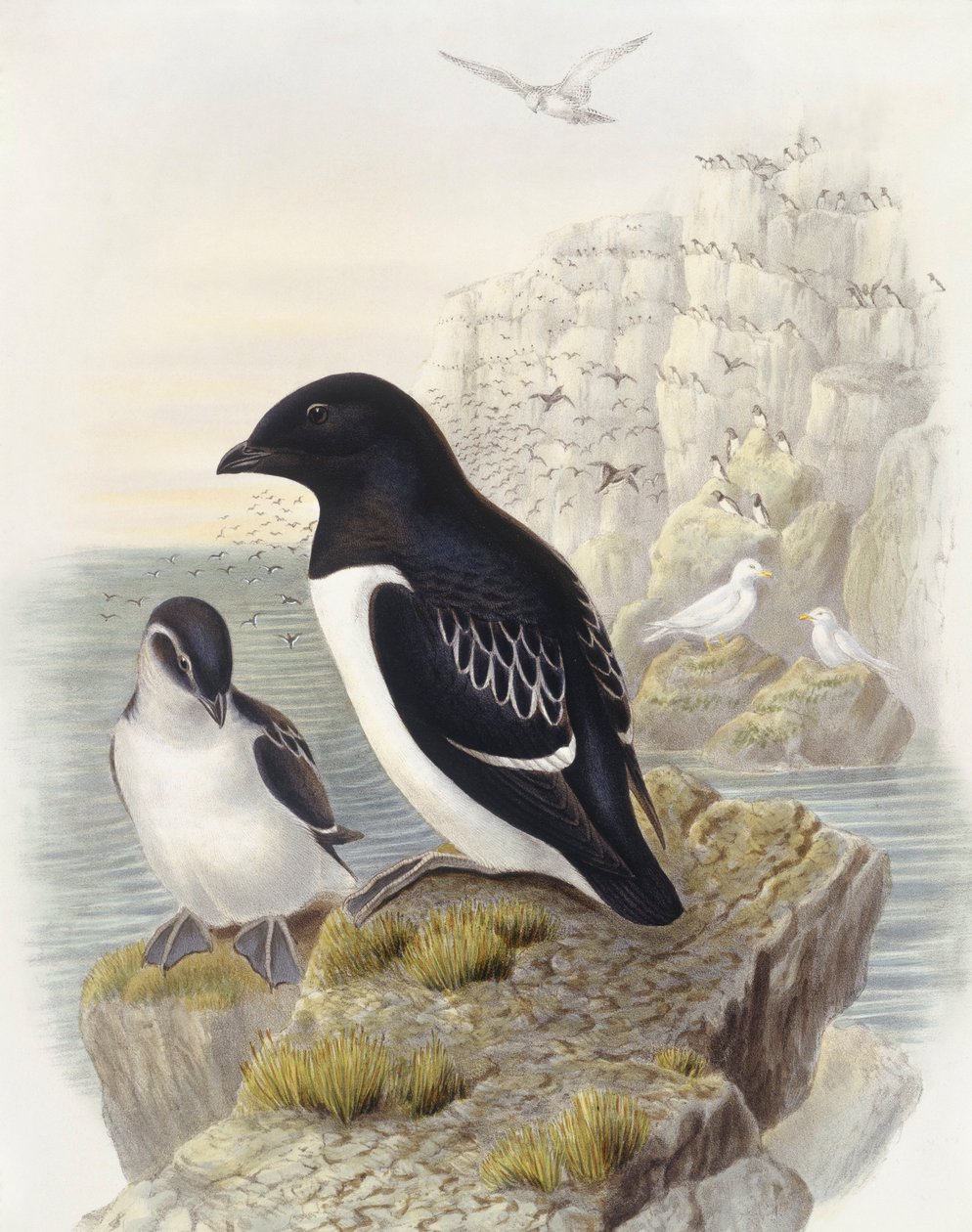Dovekie (Alle alle), Grawerowanie Johna Gould autorstwa John Gould