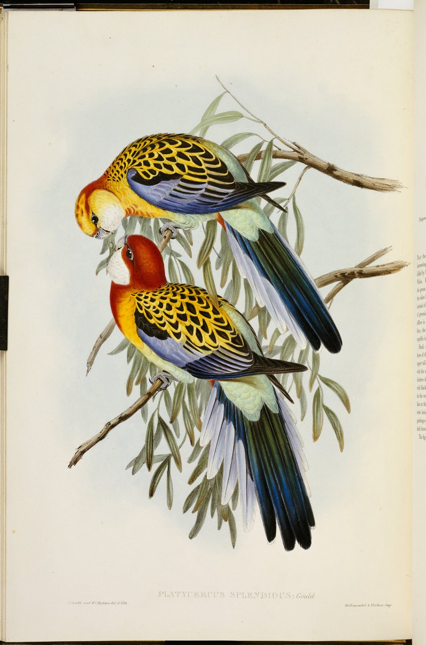Rosella wschodnia, z „Ptaków Australii”, wydanie pierwsze, wydane w latach 1840-69 autorstwa John Gould