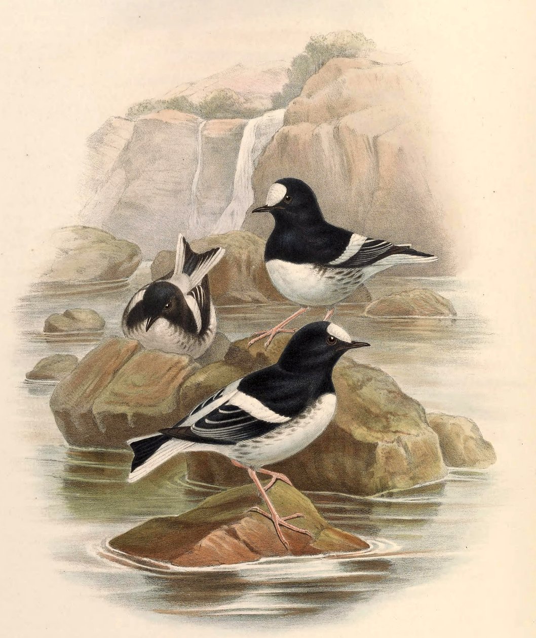 Enicurus scouleri autorstwa John Gould
