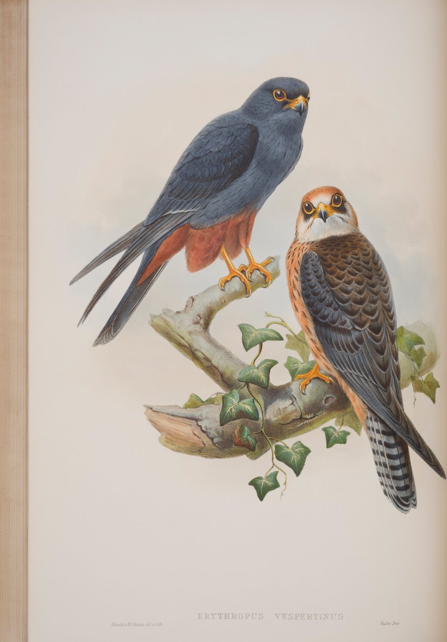 Erythropus Vespertinus, płyta z The Birds of Great Britain autorstwa Johna Goulda, wydana w latach 1862-73 (litografia ręcznie kolorowana) autorstwa John Gould