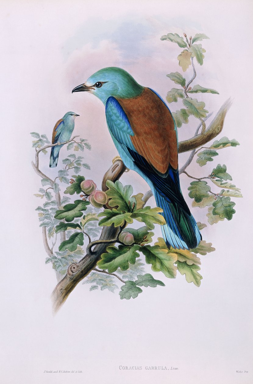 rolka europejska; Coracias Garrula, 1862-1873 autorstwa John Gould