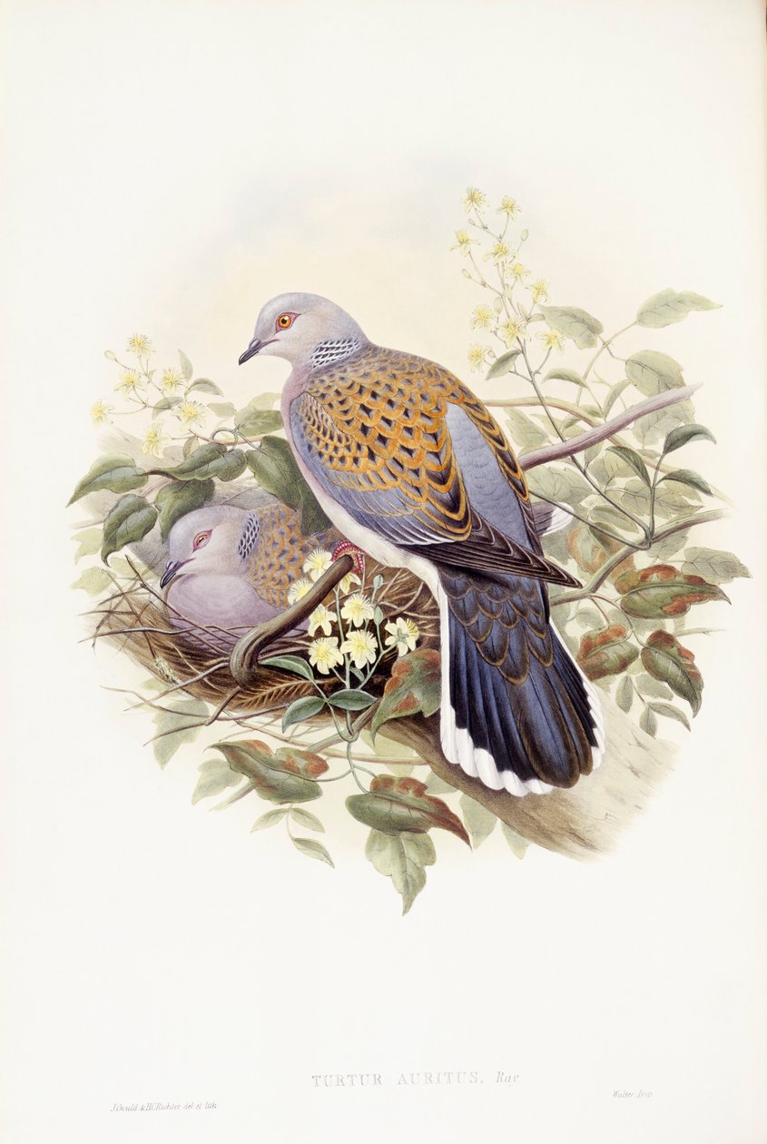 Żółw gołębica (Streptopelia turtur), Grawerowanie autorstwa Johna Gould autorstwa John Gould