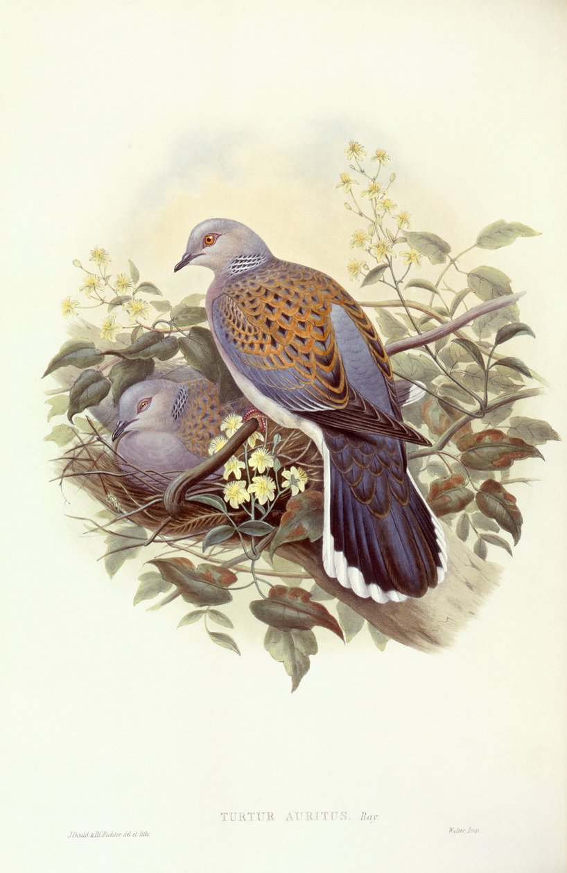 Żółw gołębica (Streptopelia turtur), Grawerowanie autorstwa Johna Gould autorstwa John Gould
