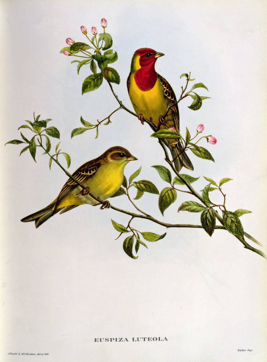 Euspiza Luteola, XIX wiek autorstwa John Gould