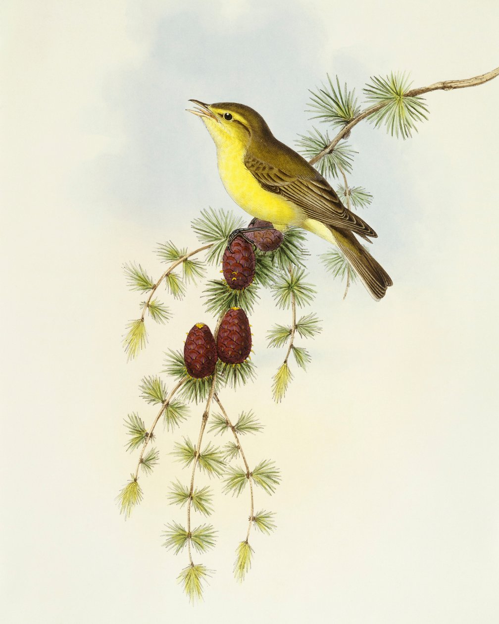 Muchołówka (Ficedula hypolaris), Grawerowanie Johna Gould autorstwa John Gould