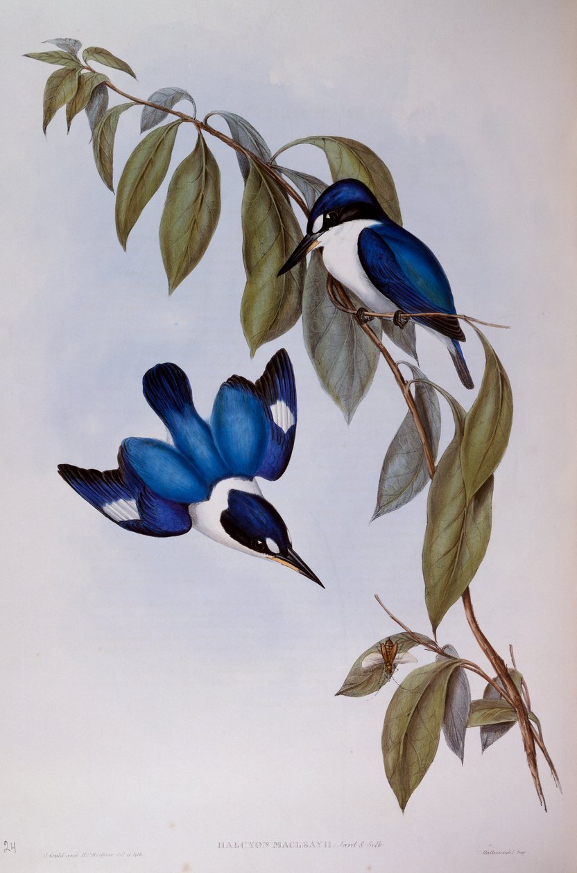 Leśny zimorodek (Halcyon Macleay), grawer z Birds of Australia autorstwa John Gould