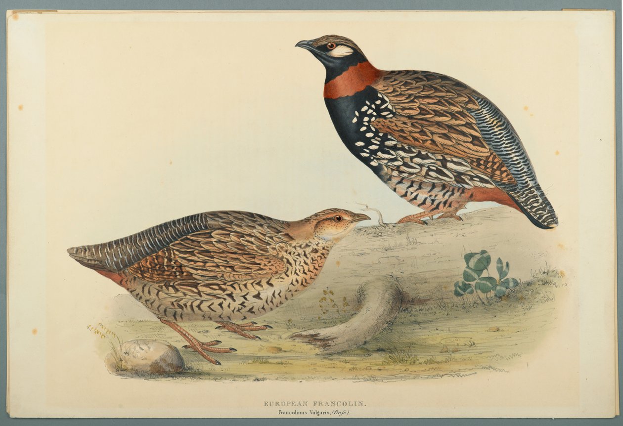 Francolinus Vulgaris (Briss): Europejski Francolin (kolor lito na papierze tkanym) autorstwa John Gould