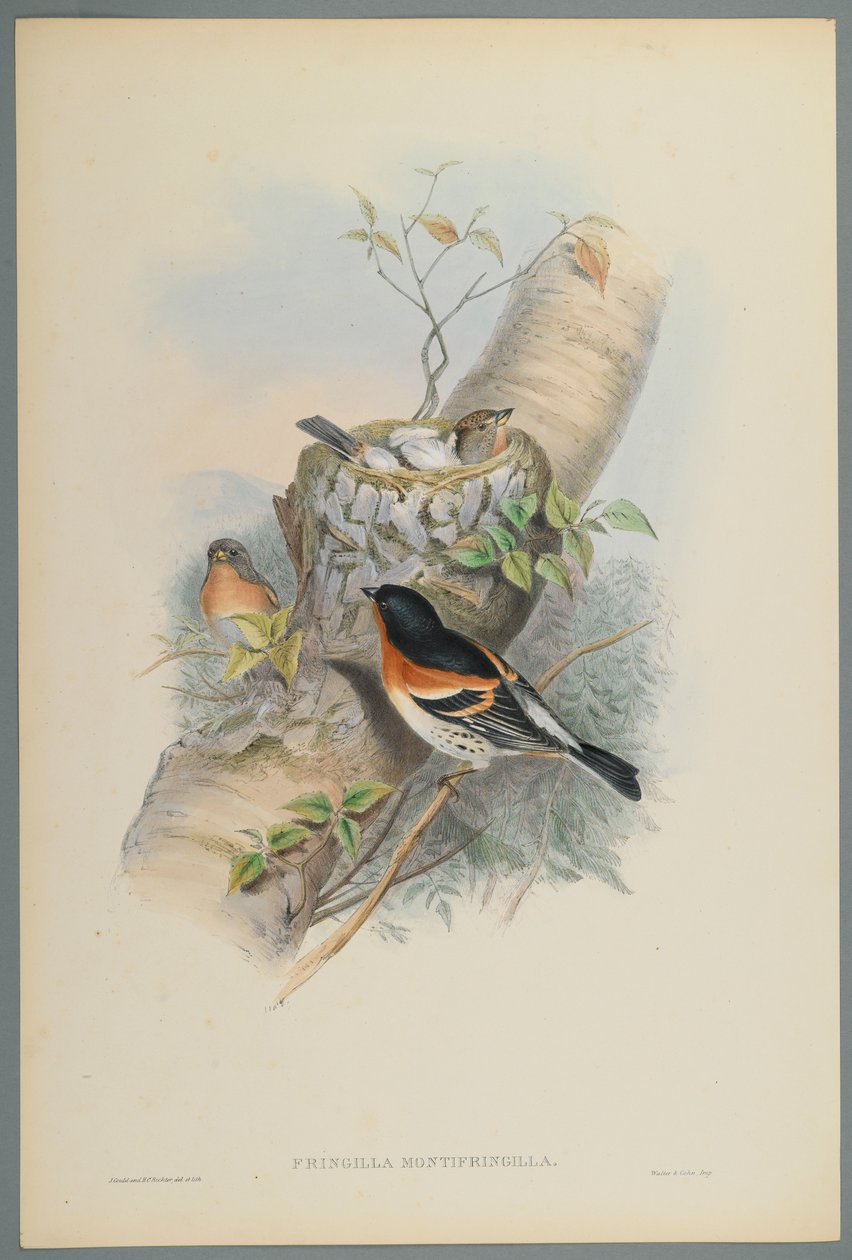 Fringilla Montifringilla - Bramblefinsh (kolor lito na papierze tkanym) autorstwa John Gould