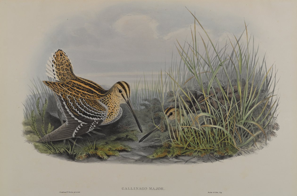 Gallinago Major – dubelt autorstwa John Gould
