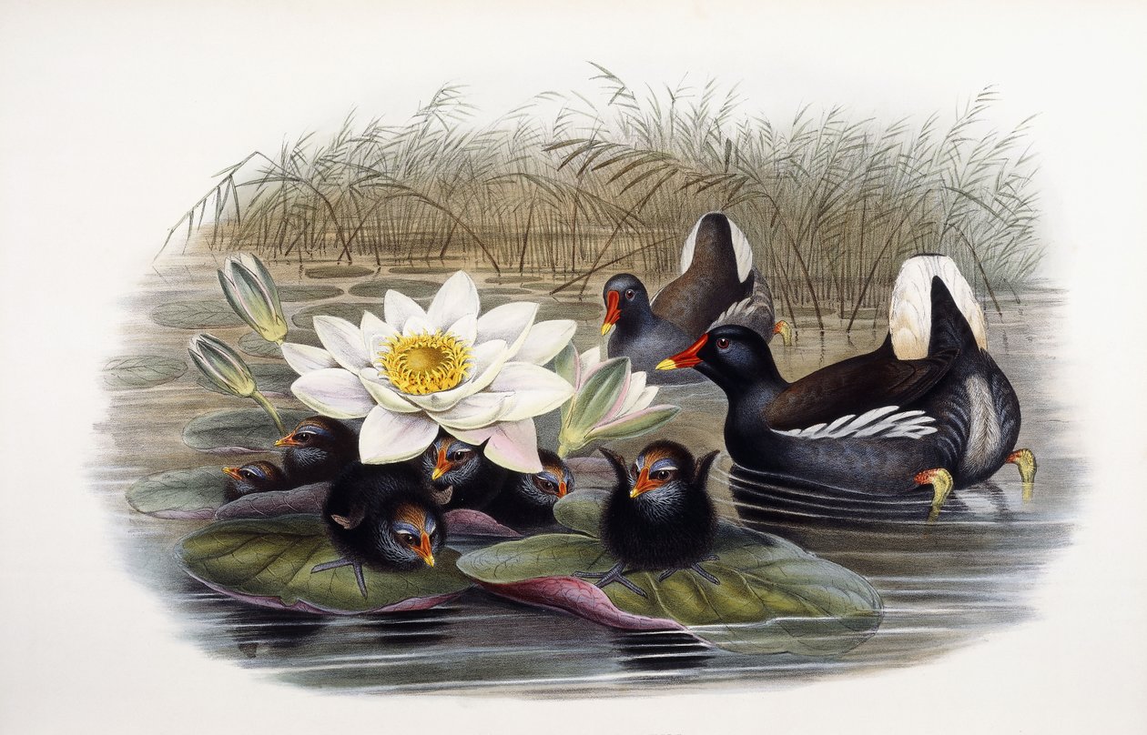 Gallinula Chloropus autorstwa John Gould