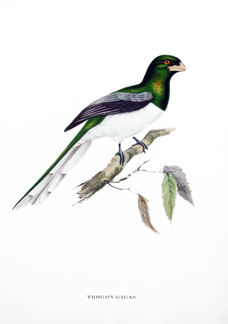 Giant Trogon, bird from India, engraving from book by John Gould (1804-1881) "Tropical Birds" autorstwa John Gould