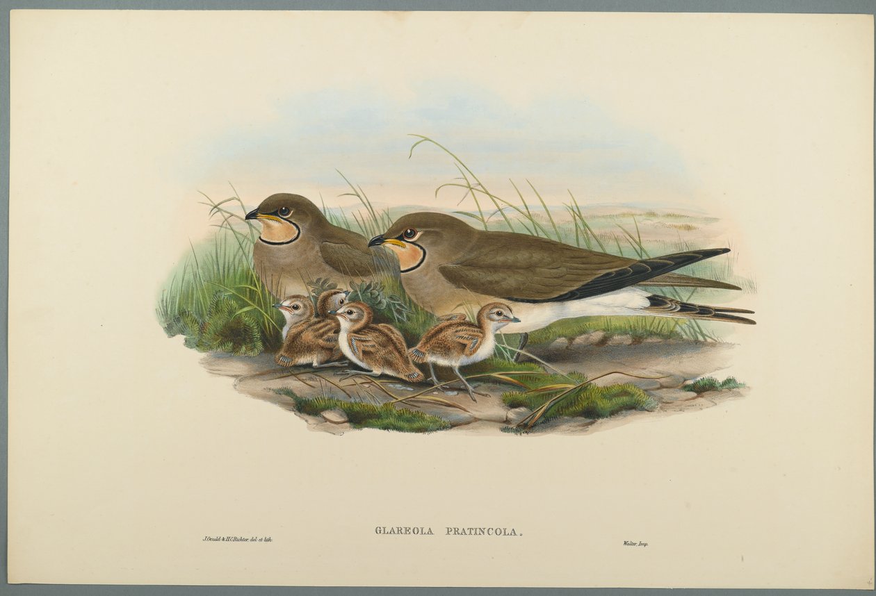 Glareola Pratincola - Pratincole zwyczajna (kolor lito na papierze tkanym) autorstwa John Gould