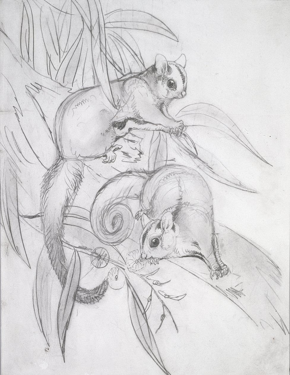 Oposy szybujące (ołówek) autorstwa John Gould