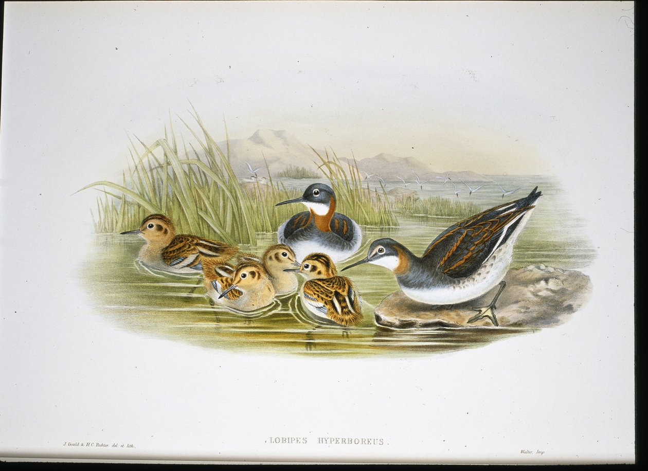 Błyszczący Ibis (Falcinellus Igneus) (ręcznie barwiony lito) autorstwa John Gould