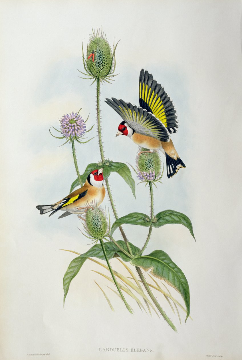 Szczygieł (Carduelis Elegans) (ręcznie barwiony lito) autorstwa John Gould