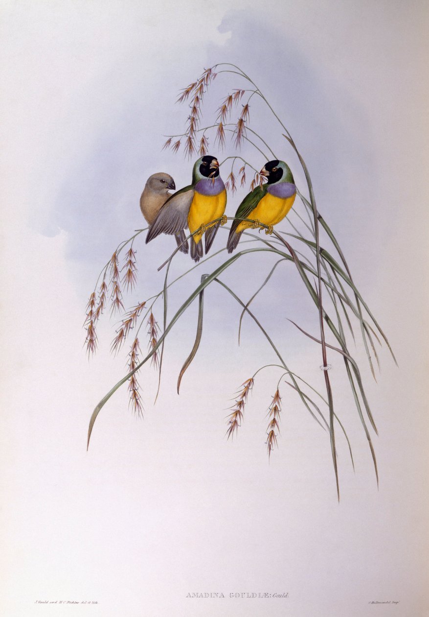 Dziwonia Gouldia (Chloebia lub Erythrura gouldiae), Grawerowanie Johna Goulda autorstwa John Gould