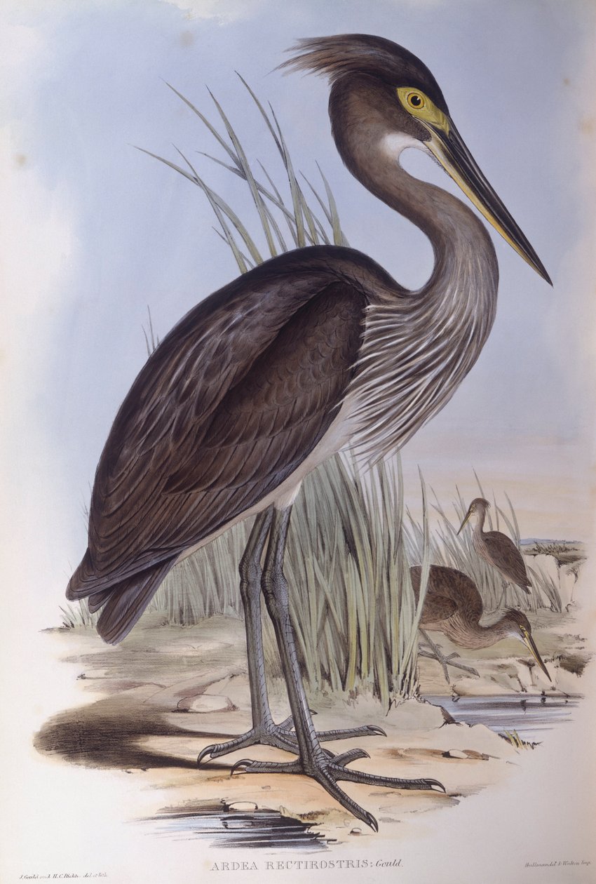 Czapla wielkodzioba (Ardea sumatrana), rycina autorstwa Johna Goulda autorstwa John Gould