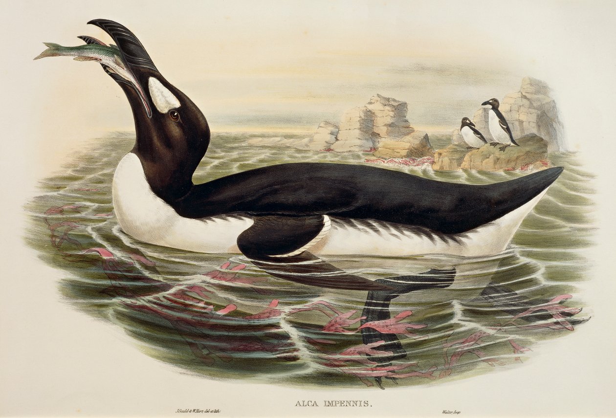 Alka olbrzymia Pinguinus impennis, grawer autorstwa John Gould