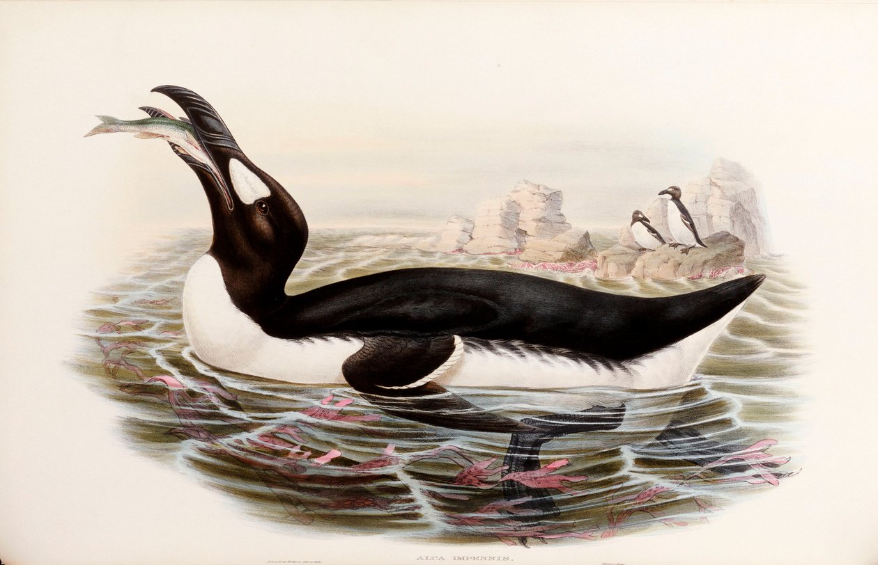 Alka olbrzymia z „Ptaków Wielkiej Brytanii”, wydana w Londynie 1862-73 autorstwa John Gould