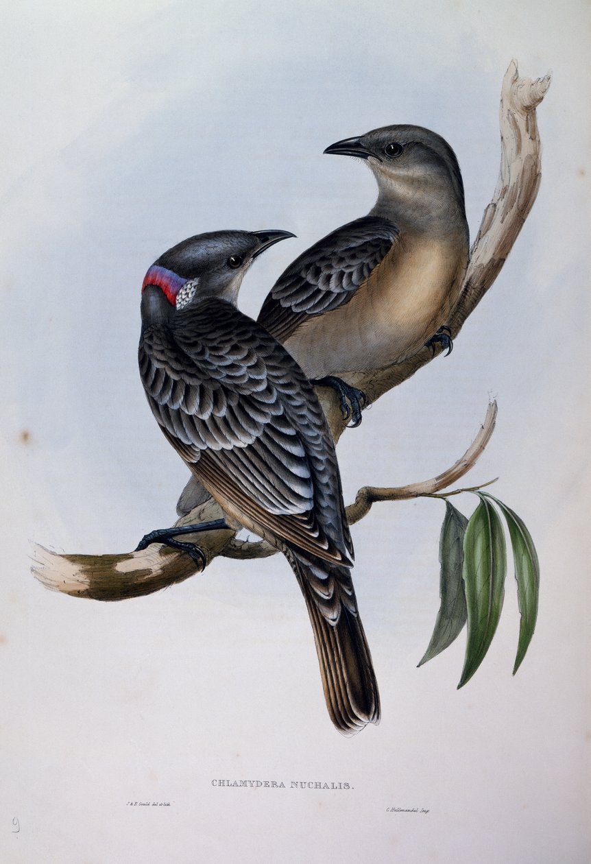 altannik wielki (Chlamydera nuchalis), grawerunek z Birds of Australia autorstwa John Gould