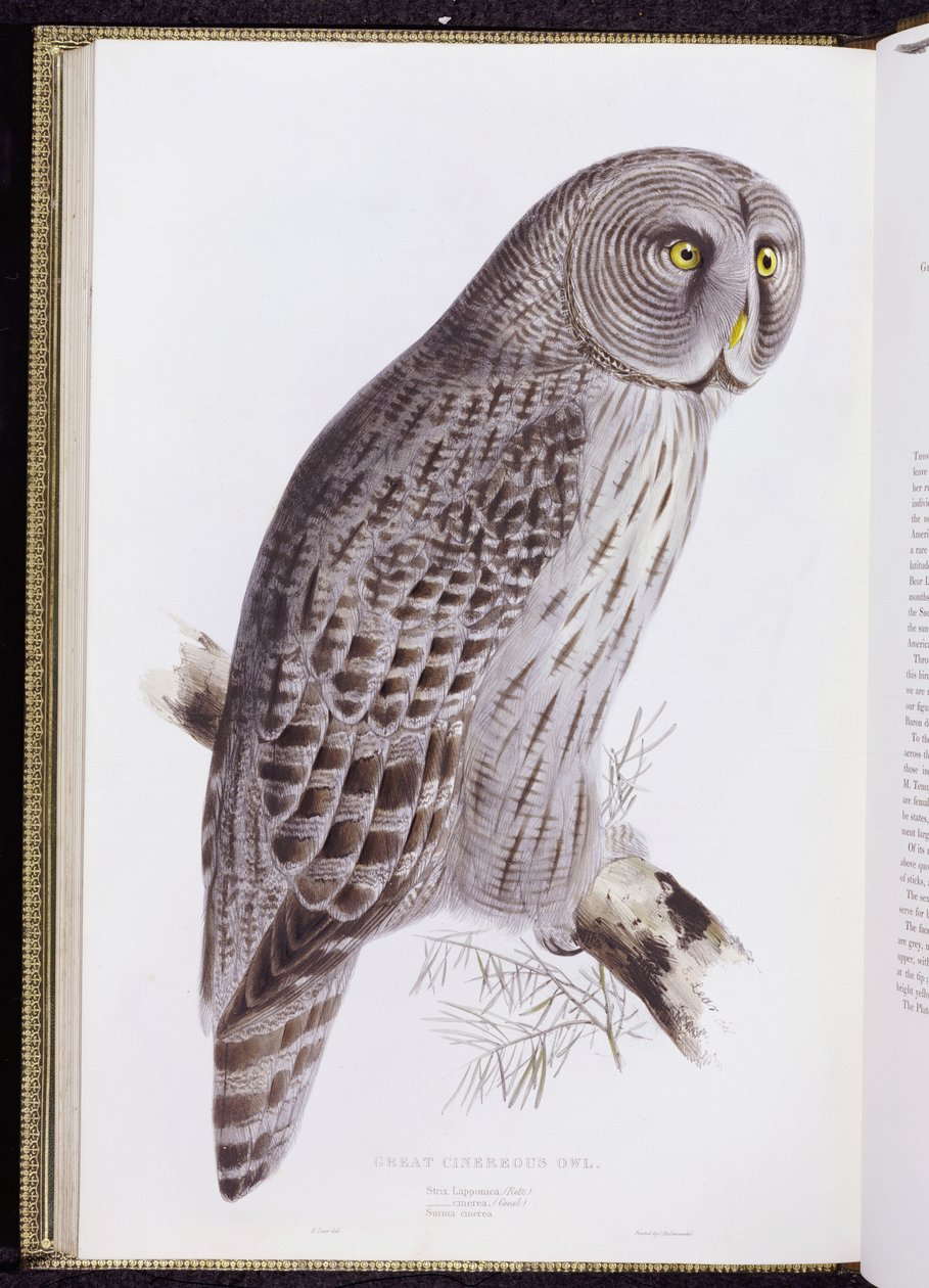 Puszczyk pospolity, z „Ptaków Wielkiej Brytanii”, wyd. Londyn, 1862-73 autorstwa John Gould