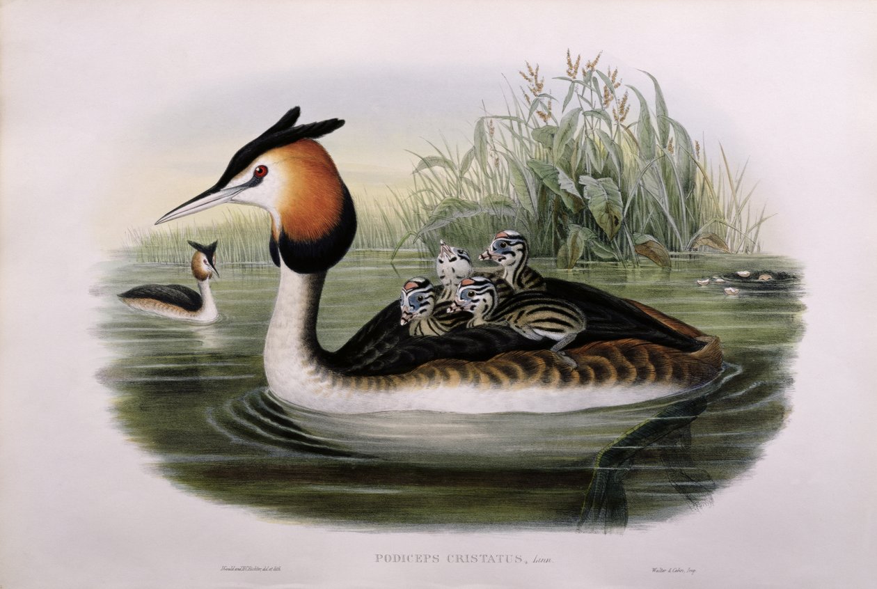 Perkoz dwuczuby (Podiceps Cristatus) (ręcznie barwiony litho) autorstwa John Gould