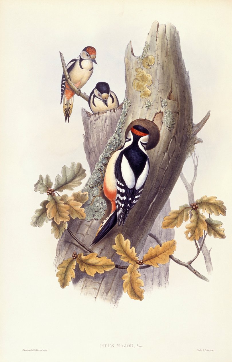 Dzięcioł duży (Dendrocopos major), Grawerowanie Johna Gould autorstwa John Gould