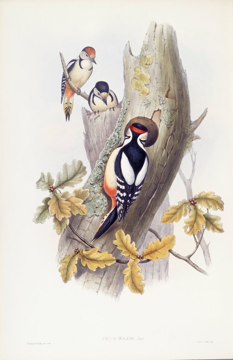 Dzięcioł duży (Dendrocopos major), Grawerowanie Johna Gould autorstwa John Gould