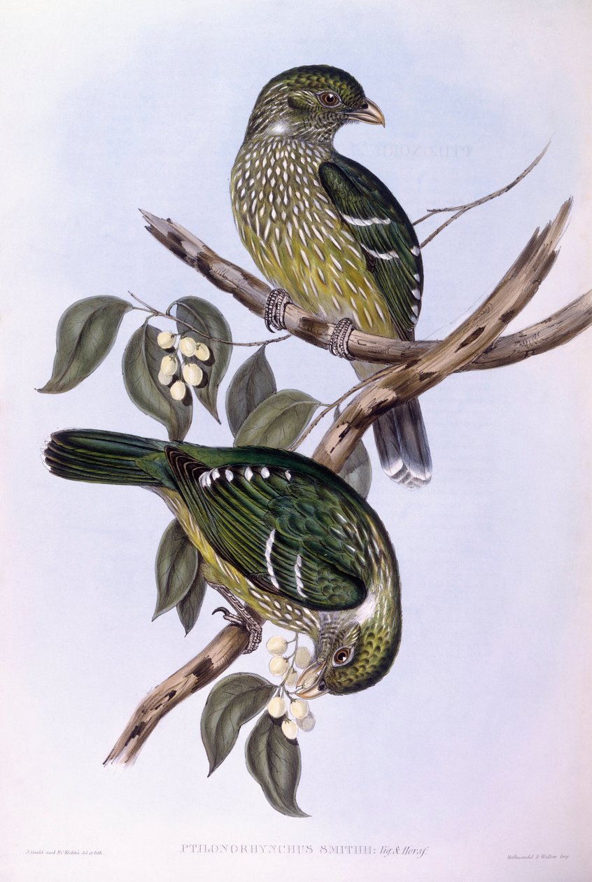 Catbird zielony (Ailuroedus crassirostris), Grawerowanie autorstwa Johna Gould autorstwa John Gould