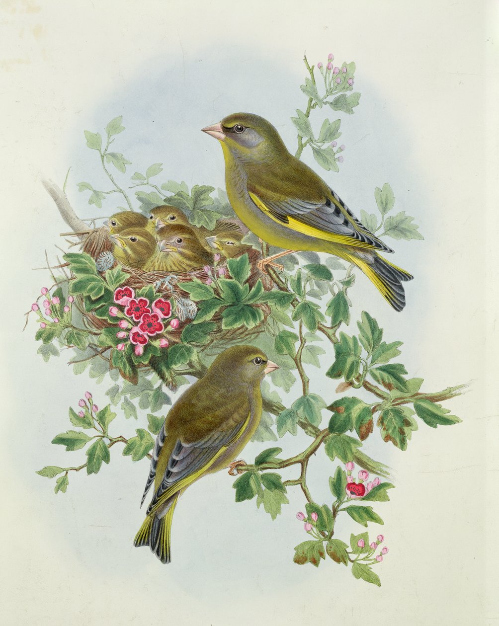 Dzwoniec, 1873 (wc, ołówek na papierze) autorstwa John Gould