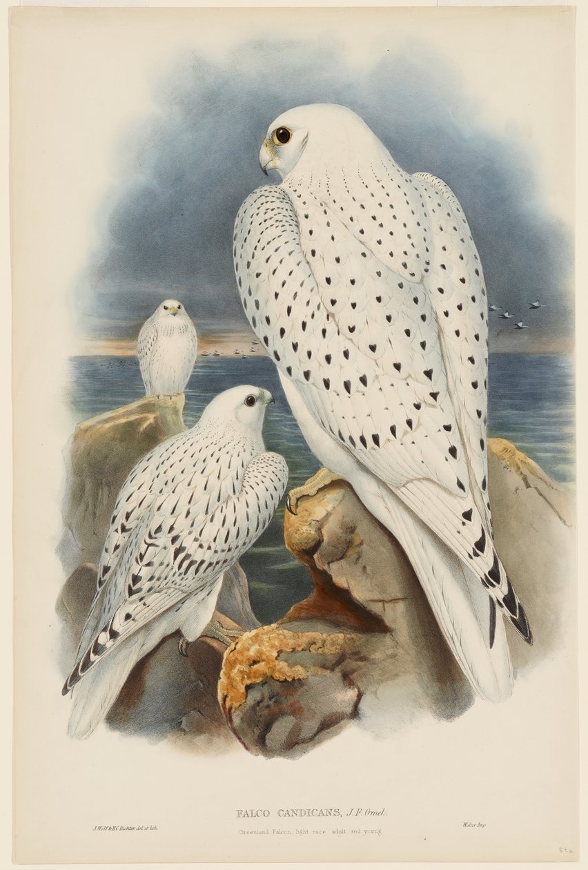 Sokół grenlandzki autorstwa John Gould
