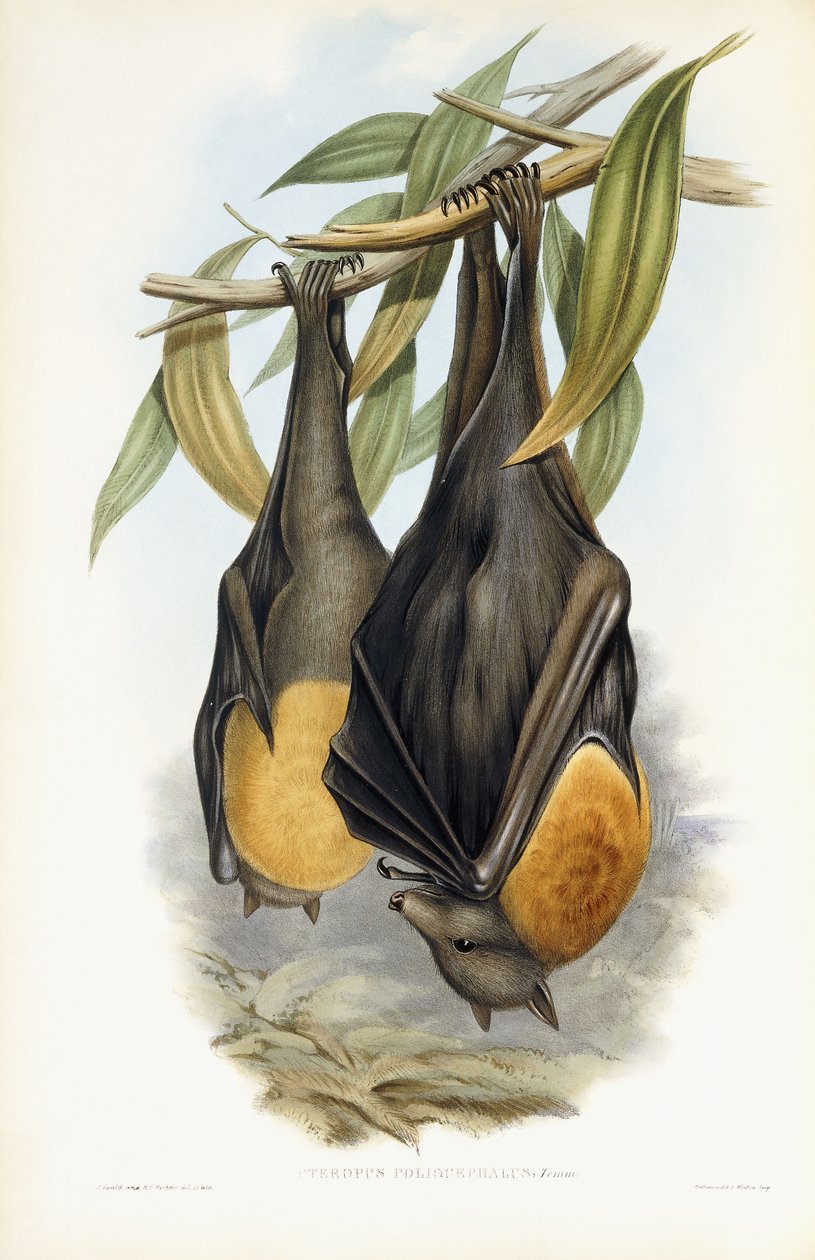 Latający lis szarogłowy autorstwa John Gould