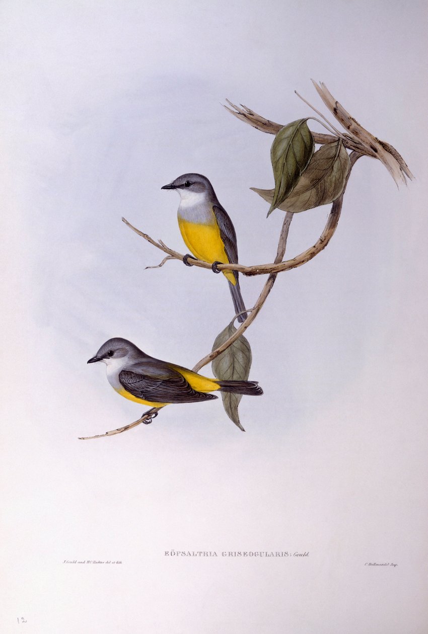 Rudzik siwy (Eopsaltria griseogularis), Grawerowanie Johna Gould autorstwa John Gould