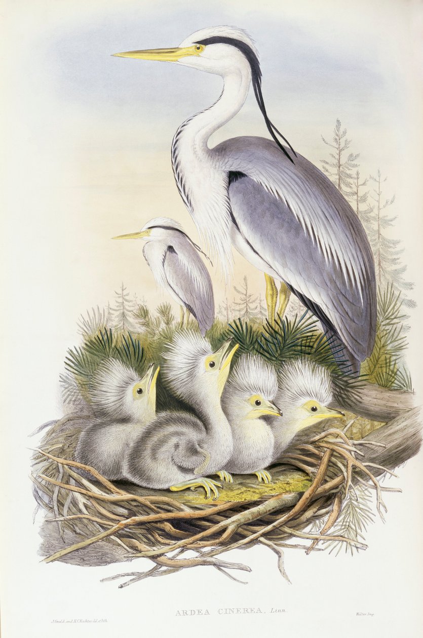 Czapla siwa (Ardea cinerea), Grawerowanie Johna Gould autorstwa John Gould