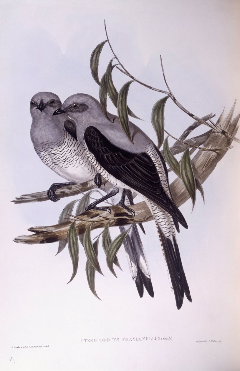 Kukułka mielona (Coracina maxima), Grawerowanie autorstwa Johna Gould autorstwa John Gould