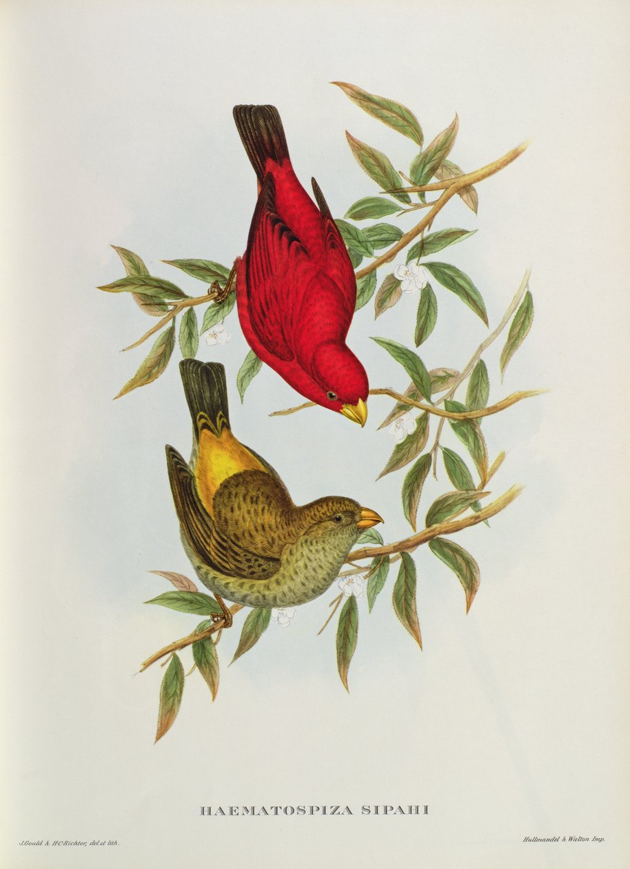 Haematospiza Sipahi, ilustracja z „Birds of Asia”, tom. I, Części I-VI, John Gould, 1850-54 autorstwa John Gould