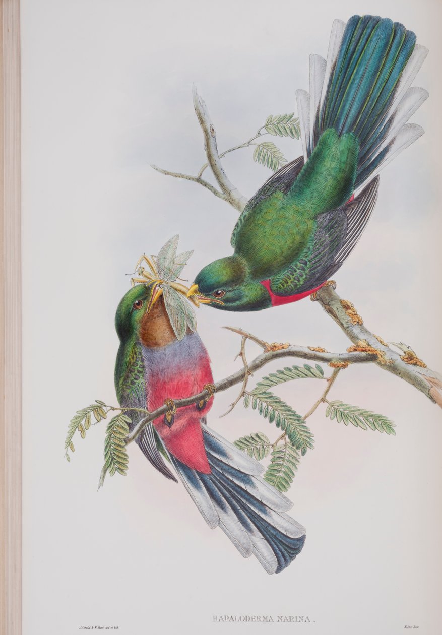 Hapaloderma Narina, płyta z The Birds of Great Britain autorstwa Johna Goulda, wydana w latach 1862-73 (litografia ręcznie kolorowana) autorstwa John Gould