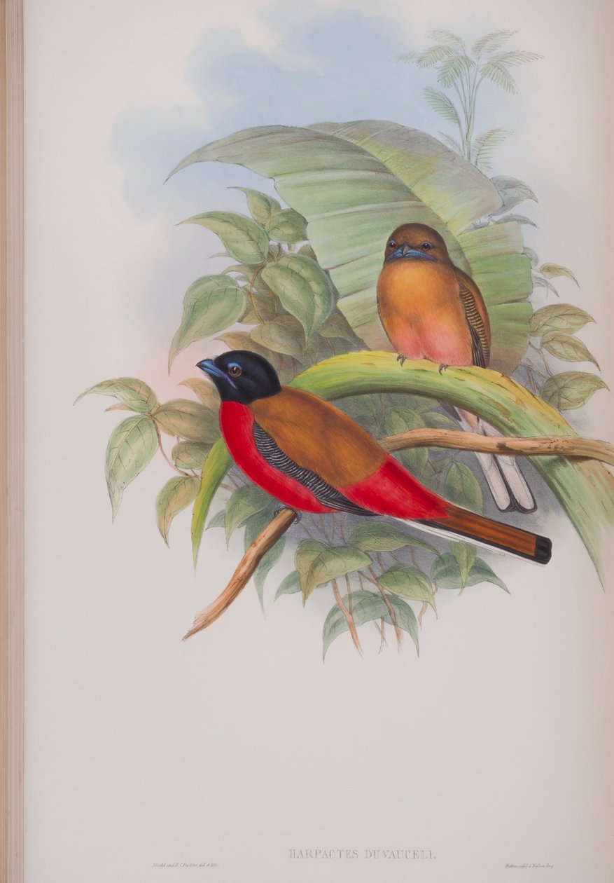 Harpactes Duvauceli, płyta z The Birds of Great Britain autorstwa Johna Goulda, wydana w latach 1862-73 (litografia ręcznie kolorowana) autorstwa John Gould