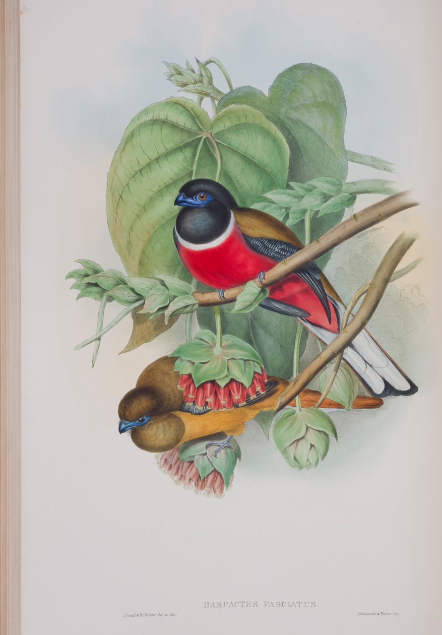 Harpactes Fasciatus, płyta z The Birds of Great Britain autorstwa Johna Goulda, wydana w latach 1862-73 (litografia ręcznie kolorowana) autorstwa John Gould