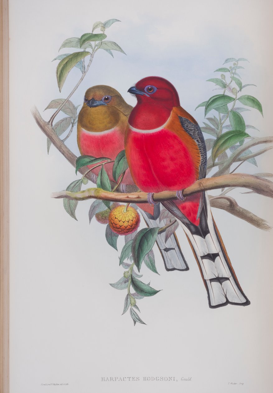 Harpactes Hodgsoni, płyta z The Birds of Great Britain autorstwa Johna Goulda, wydana w latach 1862-73 (litografia ręcznie kolorowana) autorstwa John Gould