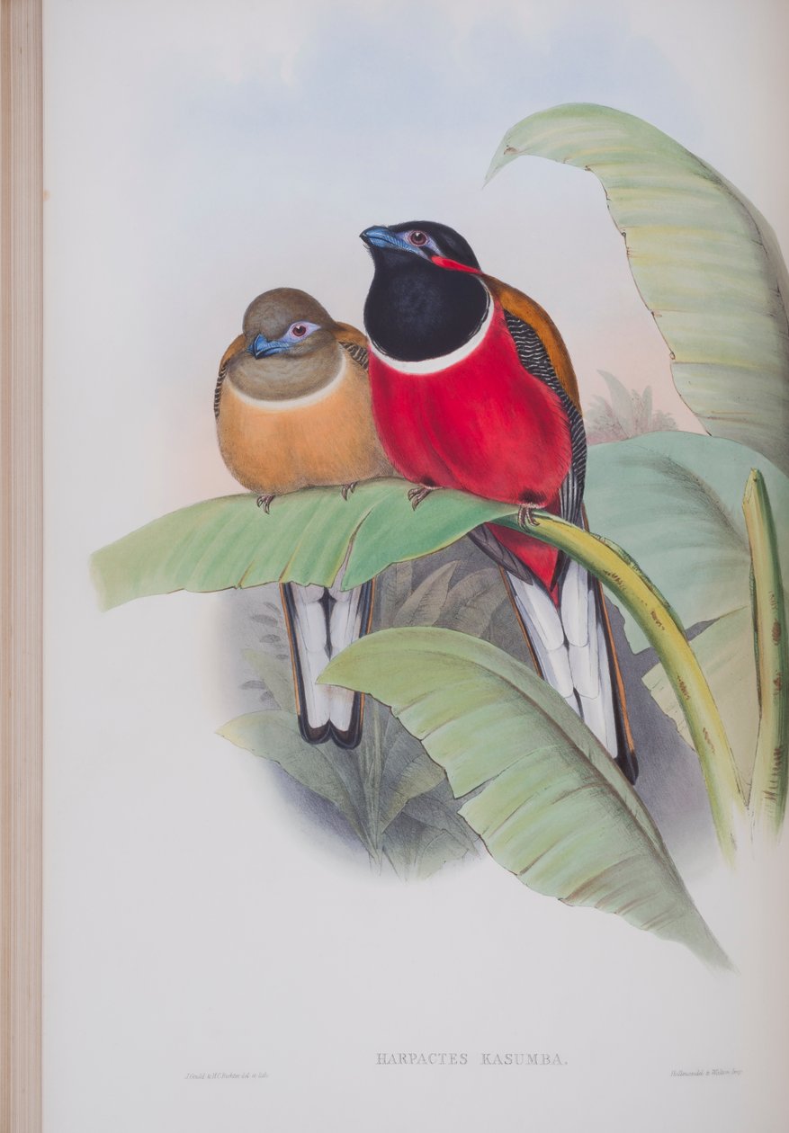 Harpactes Kasumba, płyta z The Birds of Great Britain autorstwa Johna Goulda, wydana w latach 1862-73 (litografia ręcznie kolorowana) autorstwa John Gould