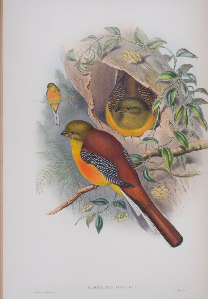 Harpactes Oreskios, płyta z The Birds of Great Britain autorstwa Johna Goulda, wydana w latach 1862-73 (litografia ręcznie kolorowana) autorstwa John Gould