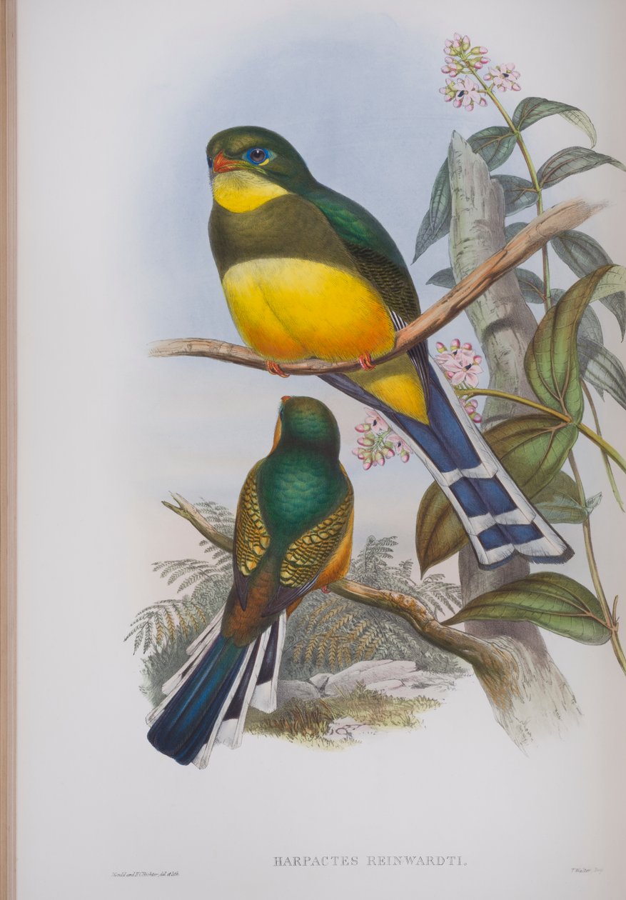 Harpactes Reinwardti, płyta z The Birds of Great Britain autorstwa Johna Goulda, wydana w latach 1862-73 (litografia ręcznie kolorowana) autorstwa John Gould