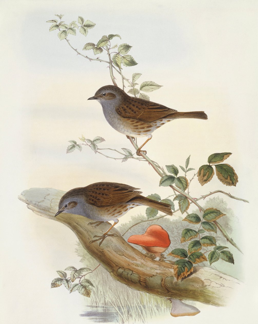 Akcent do żywopłotu (Prunella modularis), Grawerowanie Johna Gould autorstwa John Gould