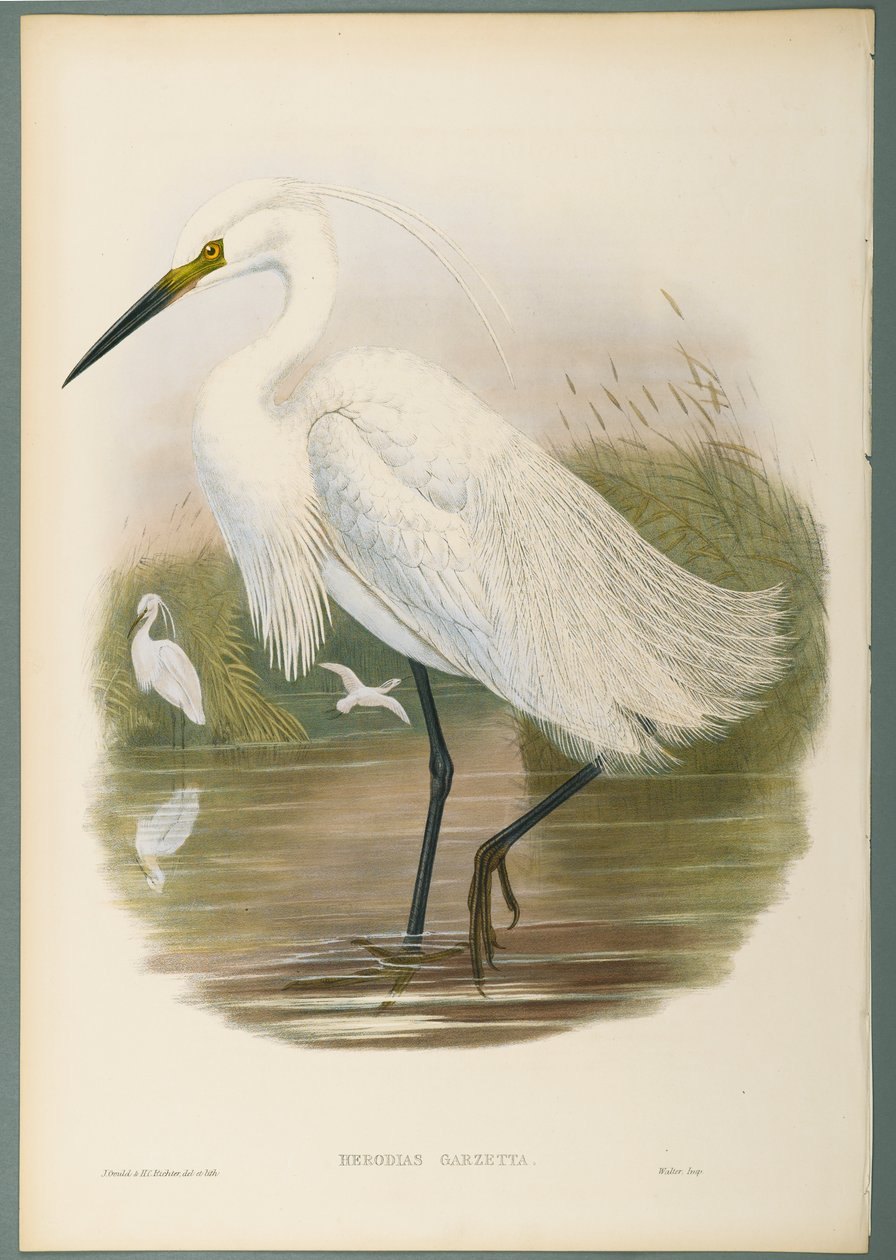 Herodias Garzetta - Czapla (kolor lito na papierze tkanym) autorstwa John Gould