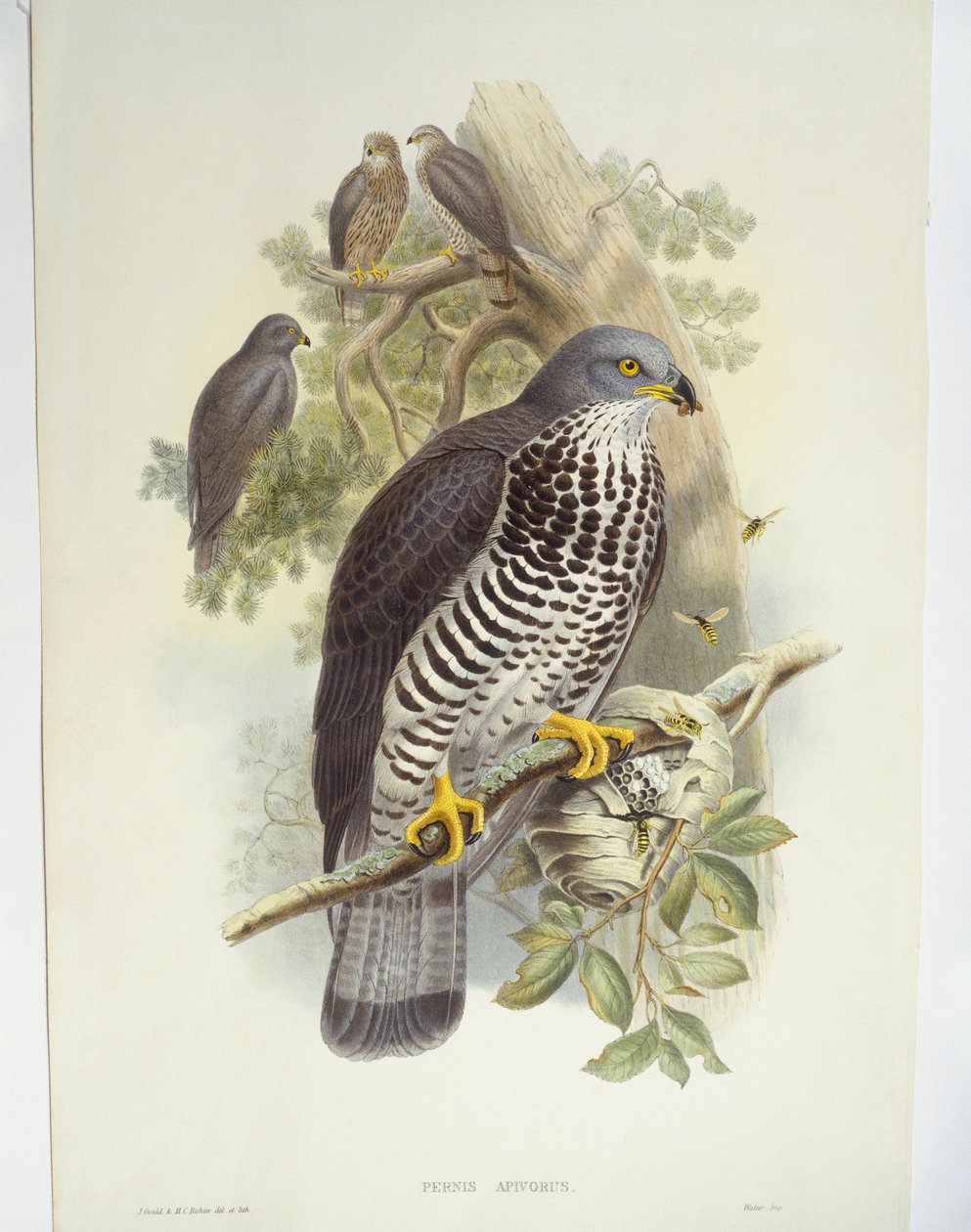 Myszołów zwyczajny (Pernis apivorus), ilustracja autorstwa John Gould